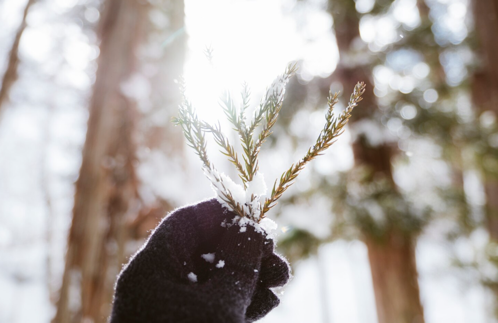 Фото: freepik / jcomp