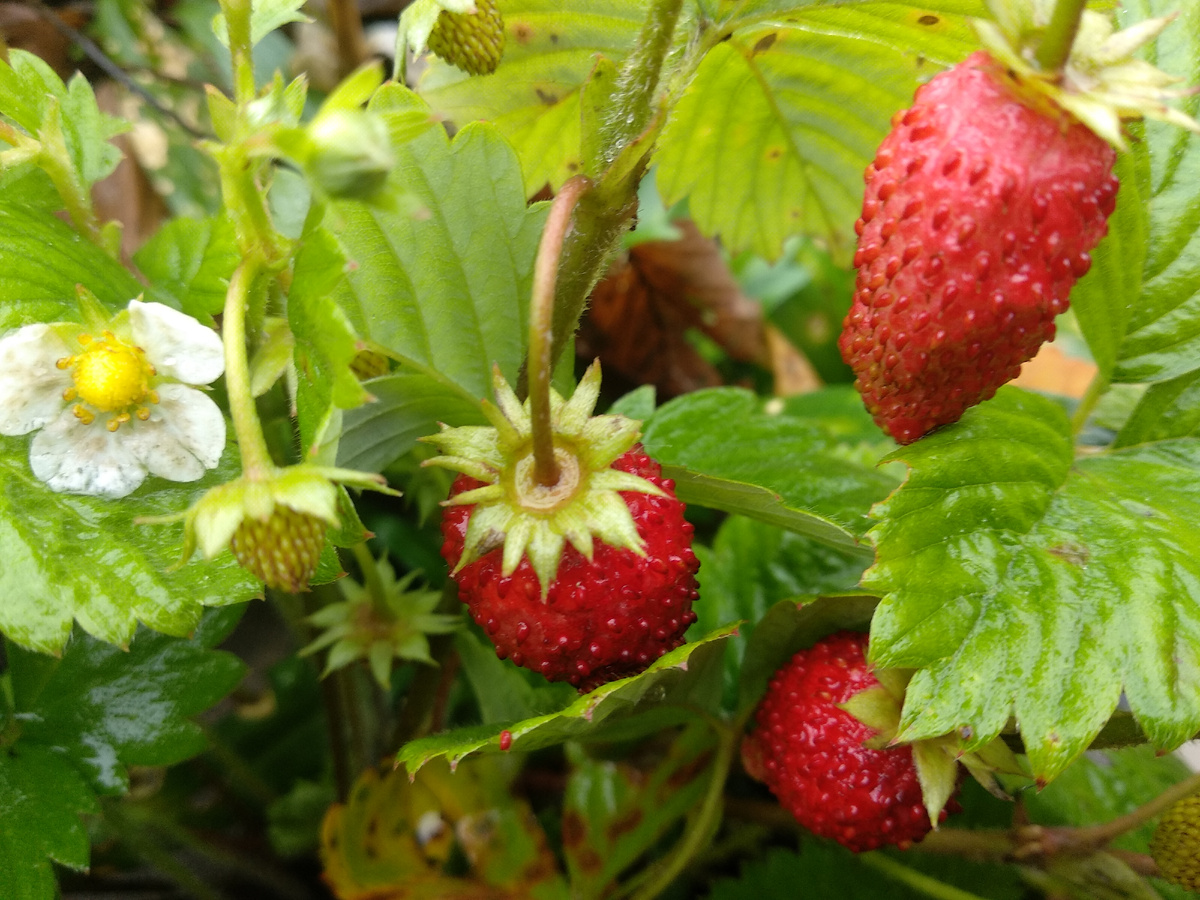 Ремонтантная земляника - вкуснятина. Фото автора