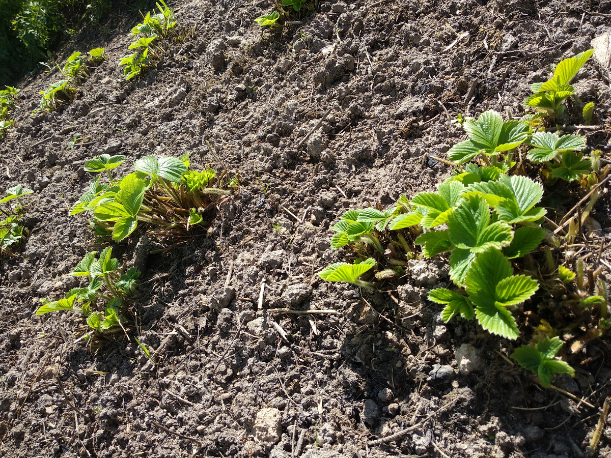 Эти работы провела еще в сентябере. Фото автора