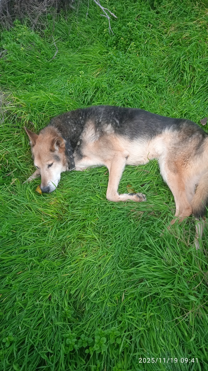 Притомился мой старичок...)))