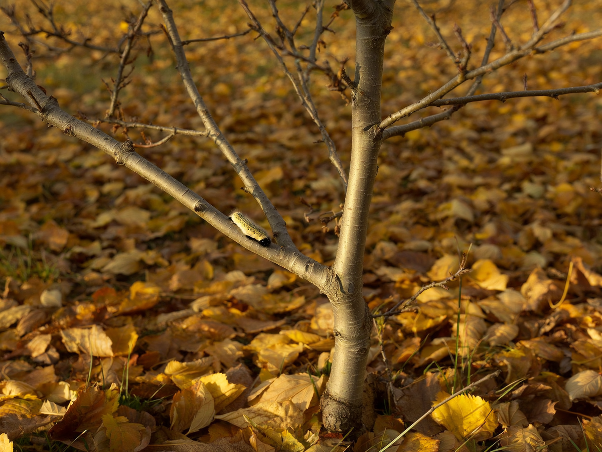 Зимующие вредители