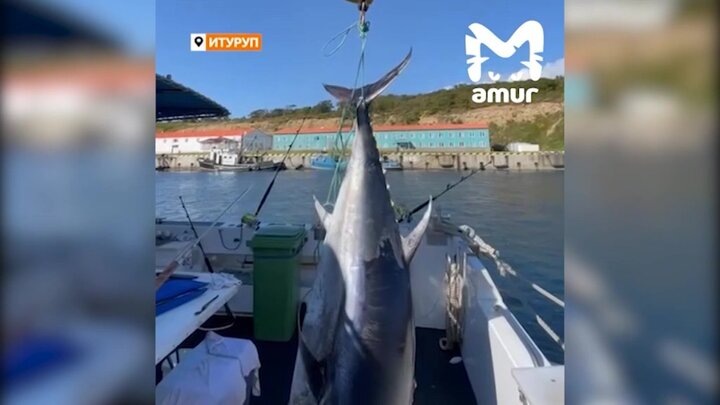    Видео: телеграм-канал Amur Mash