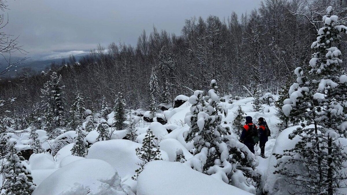 Лес, где пропала семья Усольцевых. Источник: ДПСО «ЛизаАлерт» Красноярского края
