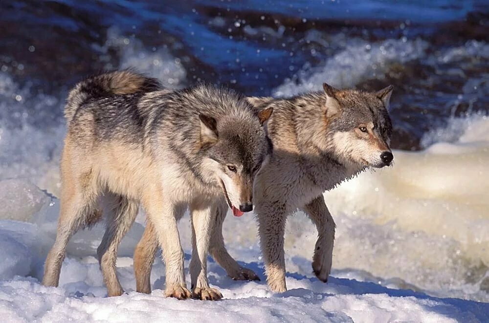 В соцсетях и на форумах многие предполагают, что на семью Усольцевых могли напасть хищники. Источник: olenpark.ru