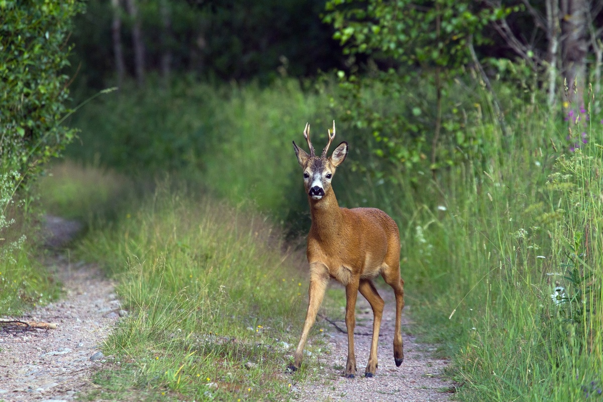 Заповедник "Калужские Засеки". Фото: Виталий Горшков