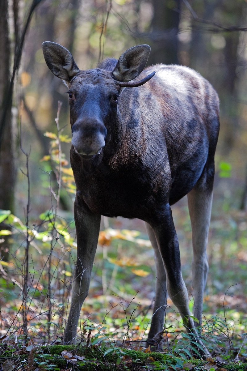 Заповедник "Калужские Засеки". Фото: Виталий Горшков