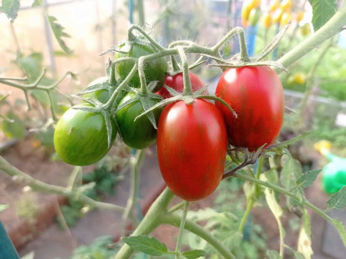 Красный камфляж.