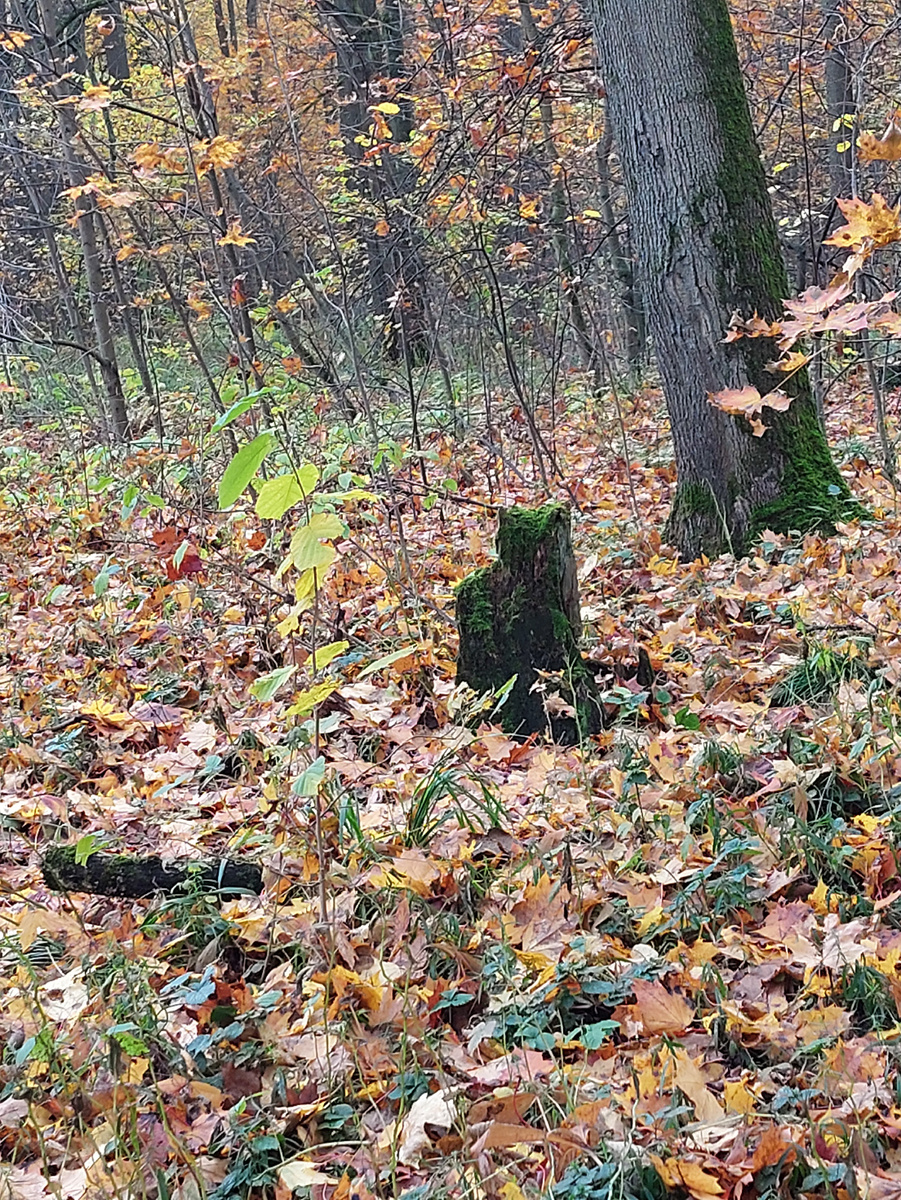 Фото автора статьи.