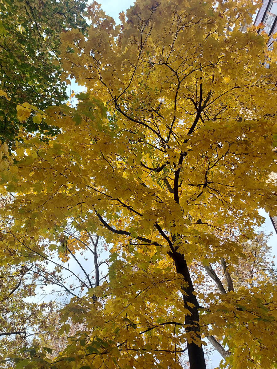 Золотая осень, грех не пофоткать такое
