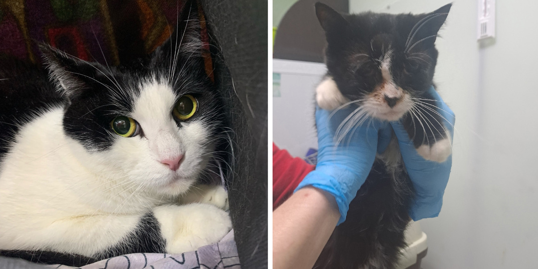 Подопечные, которым нужна помощь прямо сейчас