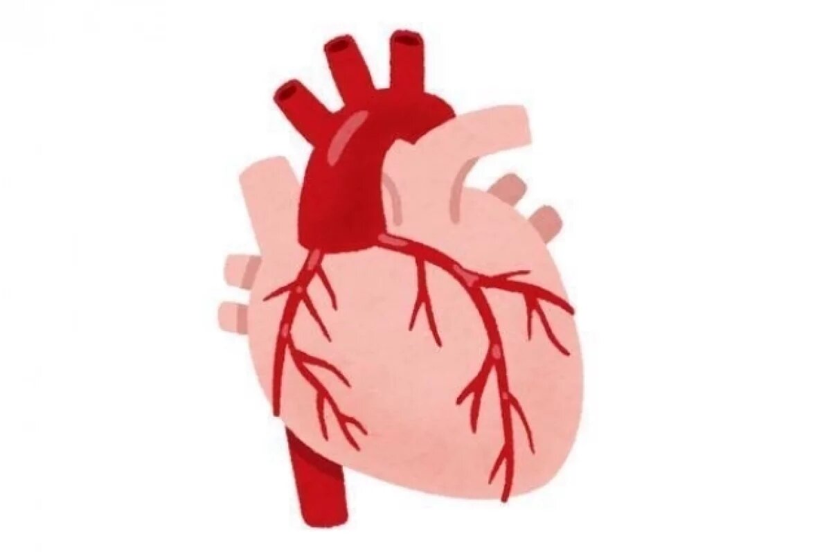    Калужские медики рассказали, как снизить риск образования тромба
