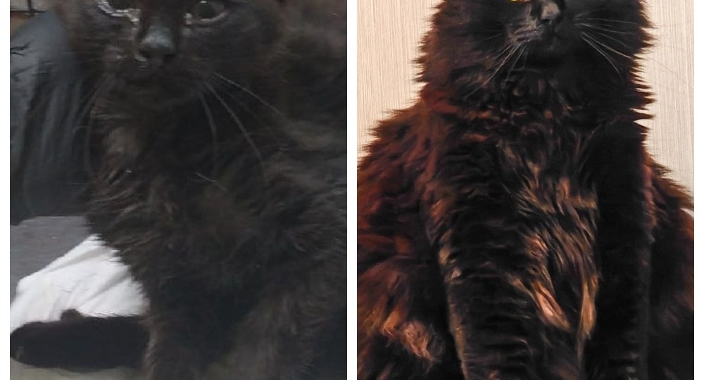 До и после: наши подопечные в начале приютской жизни и сейчас