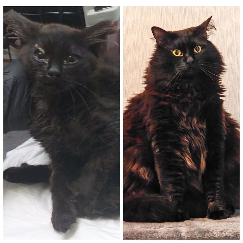 Чудесный Филон обрёл свою замечательную семью 18 марта 2023 года.