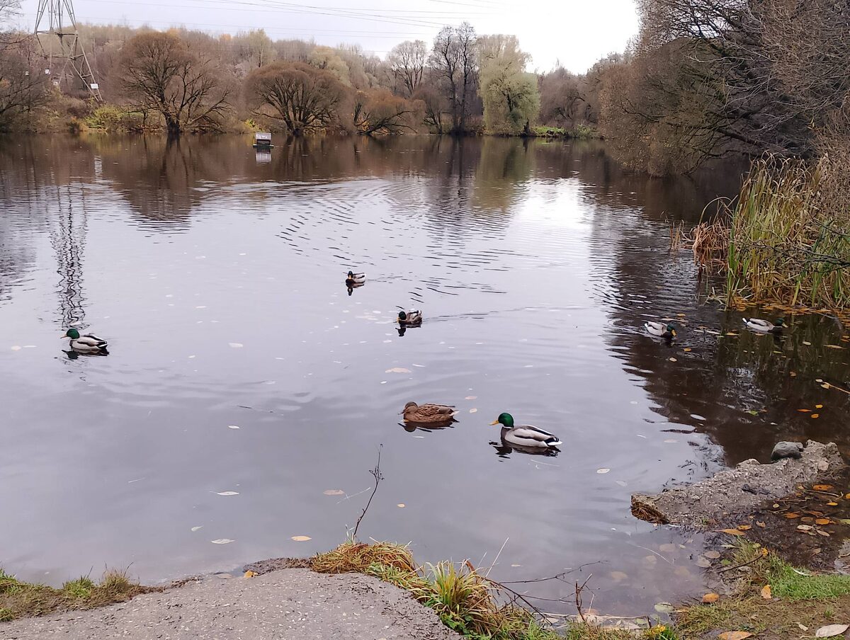 Дети все видят непосредственно. Утки на "Декоративном" пруду в Измайлово