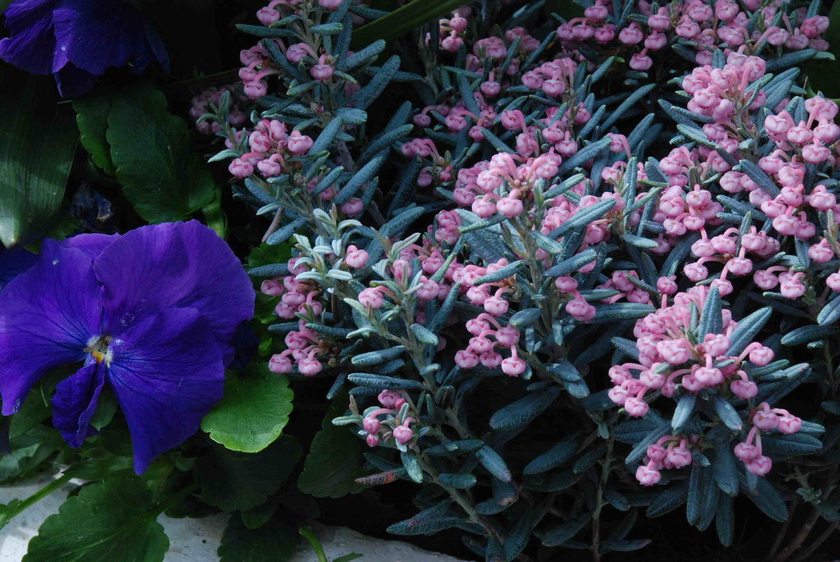 Фото: андромеда (подбел) Блю Айс