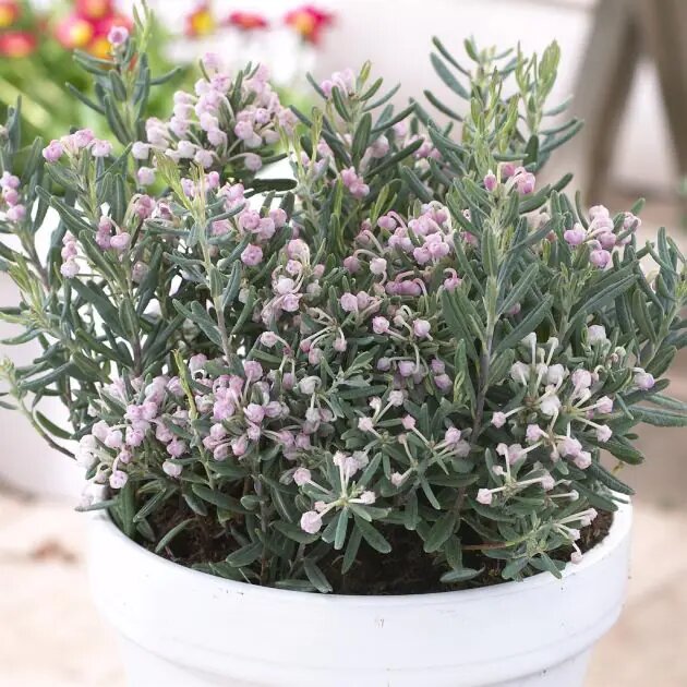 Фото: андромеда подходит и для "горшечных садиков". На зиму горшок лучше прикопать в регионах с суровыми зимами.