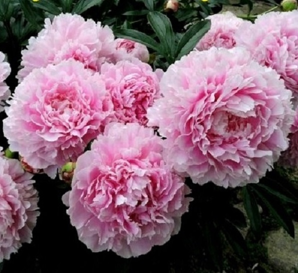 Сара Бернар. Фото Пионы под Питером