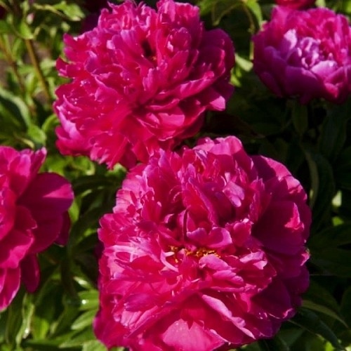 Пион Карл Розенфельд. Фото Пионы под Питером