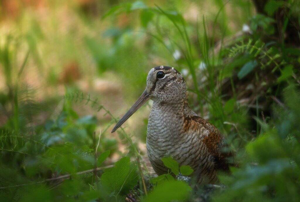 Добро пожаловать на моё болото! 