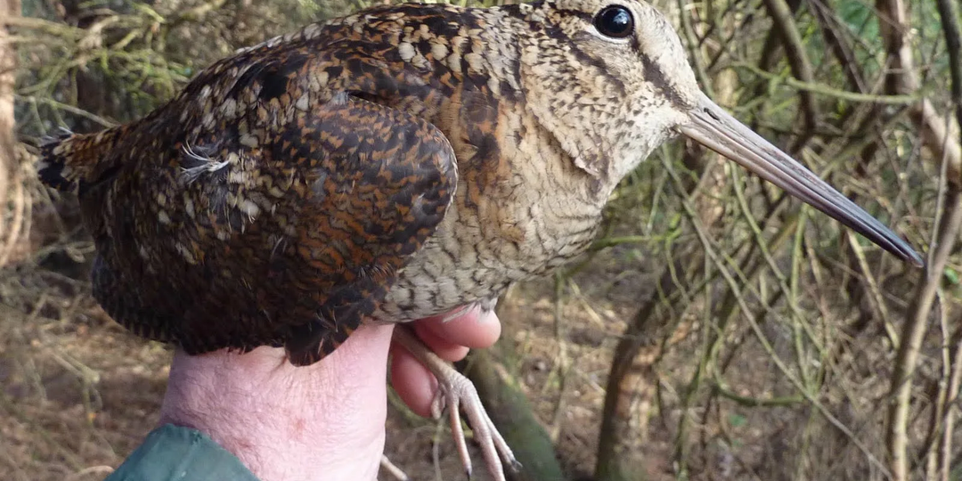 Вальдшнеп: Киви по-русски. Что роднит нашего земляка с самой странной птицей мира?