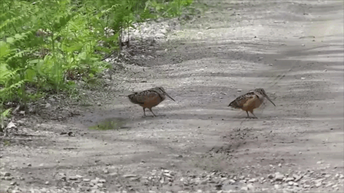 Если вы ни разу не видели танец вальдшнепа — исправляем ситуацию! На видео — американские вальдшнепы. Наши пернатые качаются точно так же.  