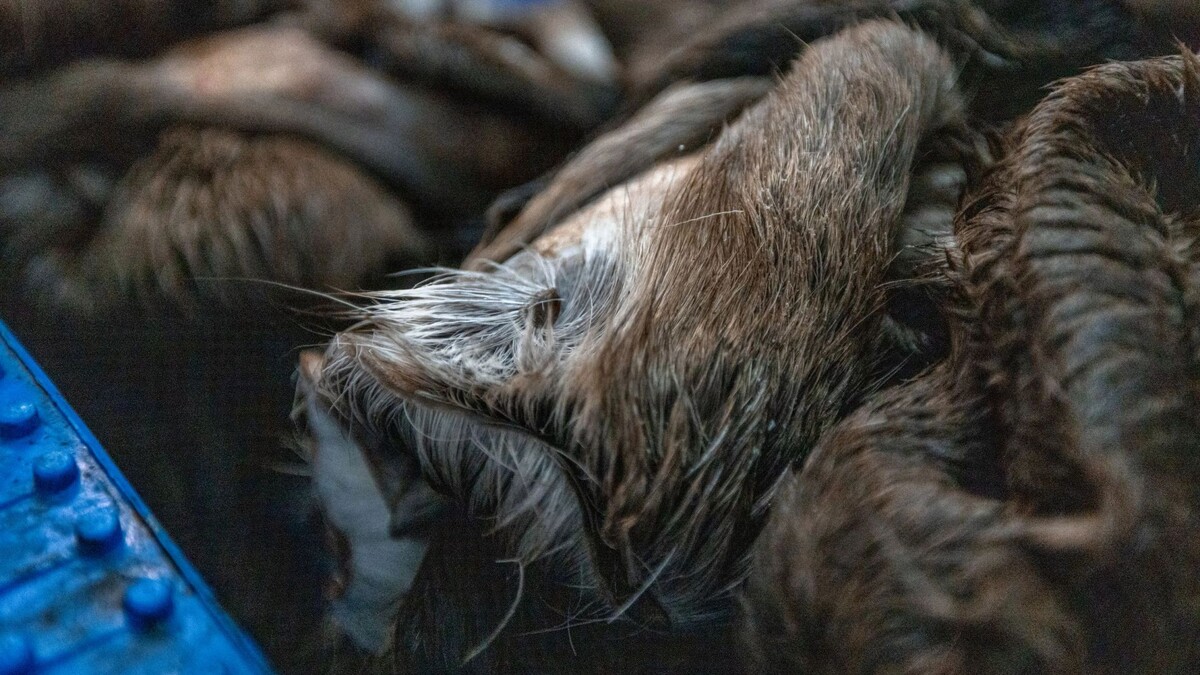    Фото: Сергей Зубков/«Ямал-Медиа»