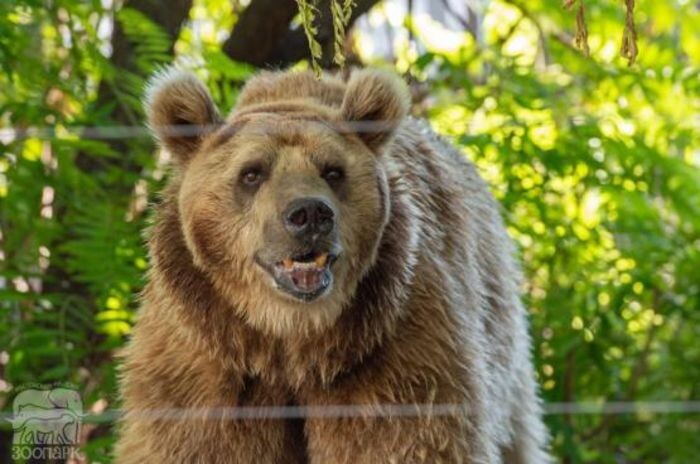 Иллюстрация: Ростовский зоопарк