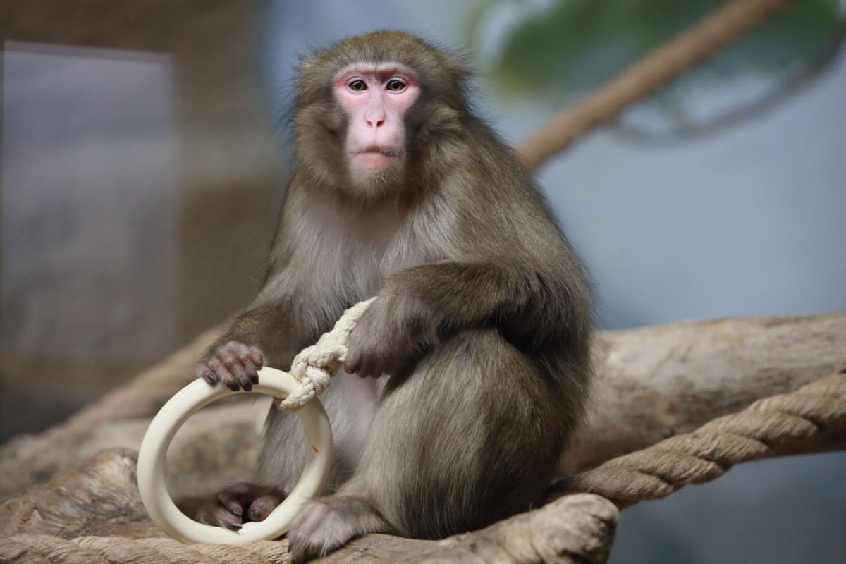    Фото: Новосибирский зоопарк