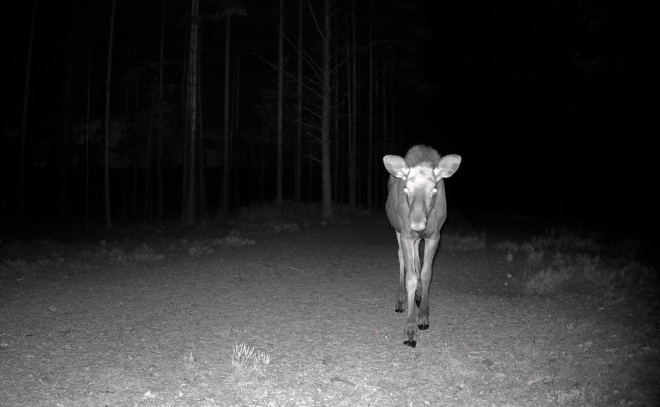    © Telegram-канал «Каждой твари по паре»