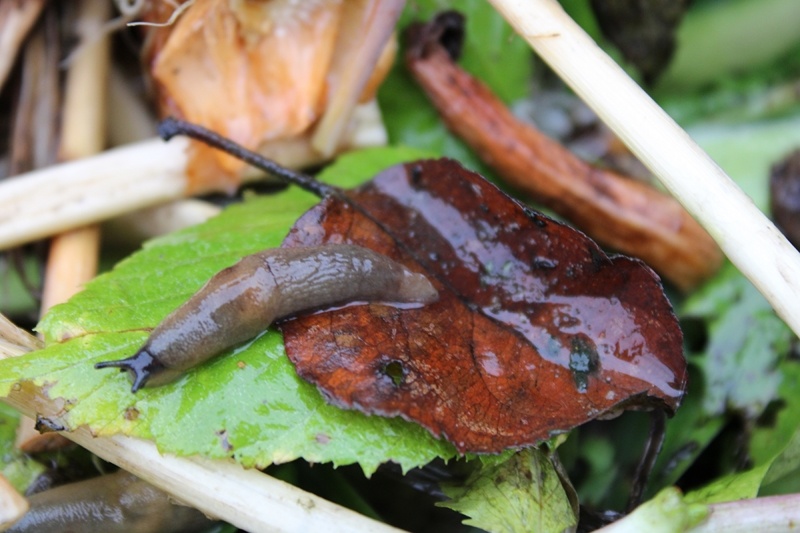 Слизни на компостной куче