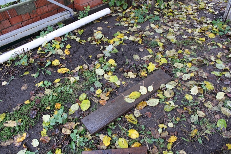 Доска, с помощью которой отлавливала улиток