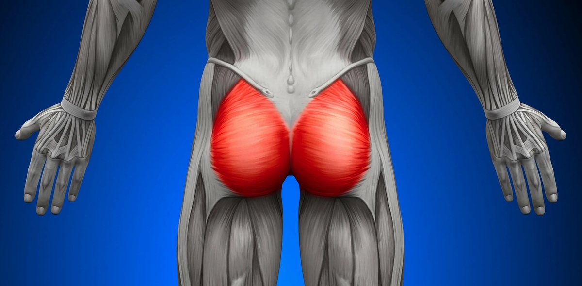    Ягодичные мышцы человека. Источник изображения: uanatomy.com