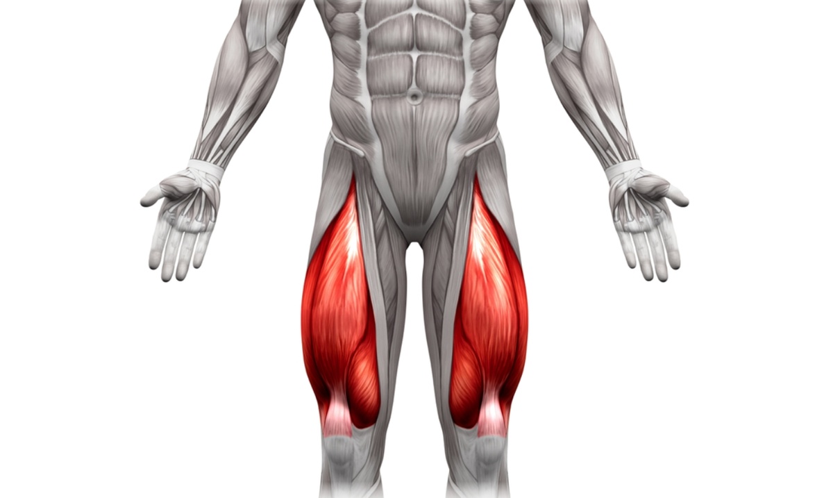    Где находятся квадрицепсы человека. Источник изображения: dzen.ru