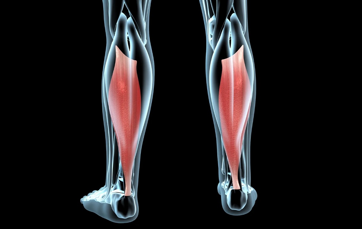    Расположение камбаловидной мышцы человека. Источник изображения: thenews.qa