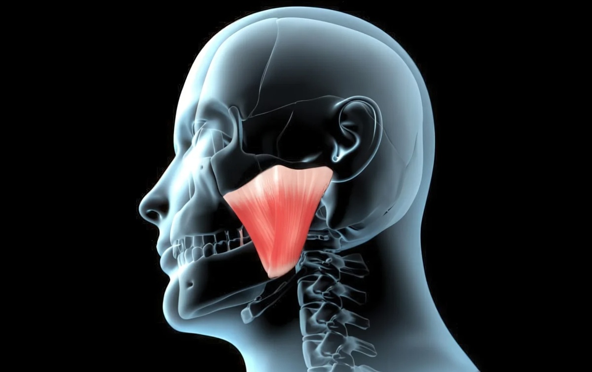    Жевательная мышца человека. Источник изображения: drbreket.ru