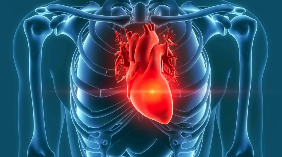    Сердце человека безостановочно работает на протяжении всей жизни. Источник изображения: passeportsante.net