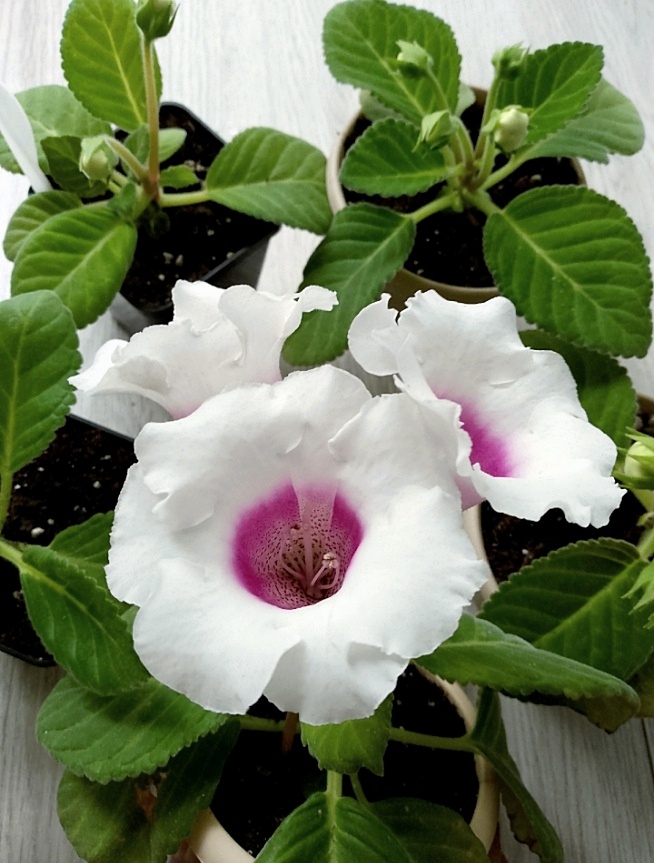 Посеянные в начале весны - это будет первое цветение, а затем их ждёт и второе. Клубни уже отправила на отдых