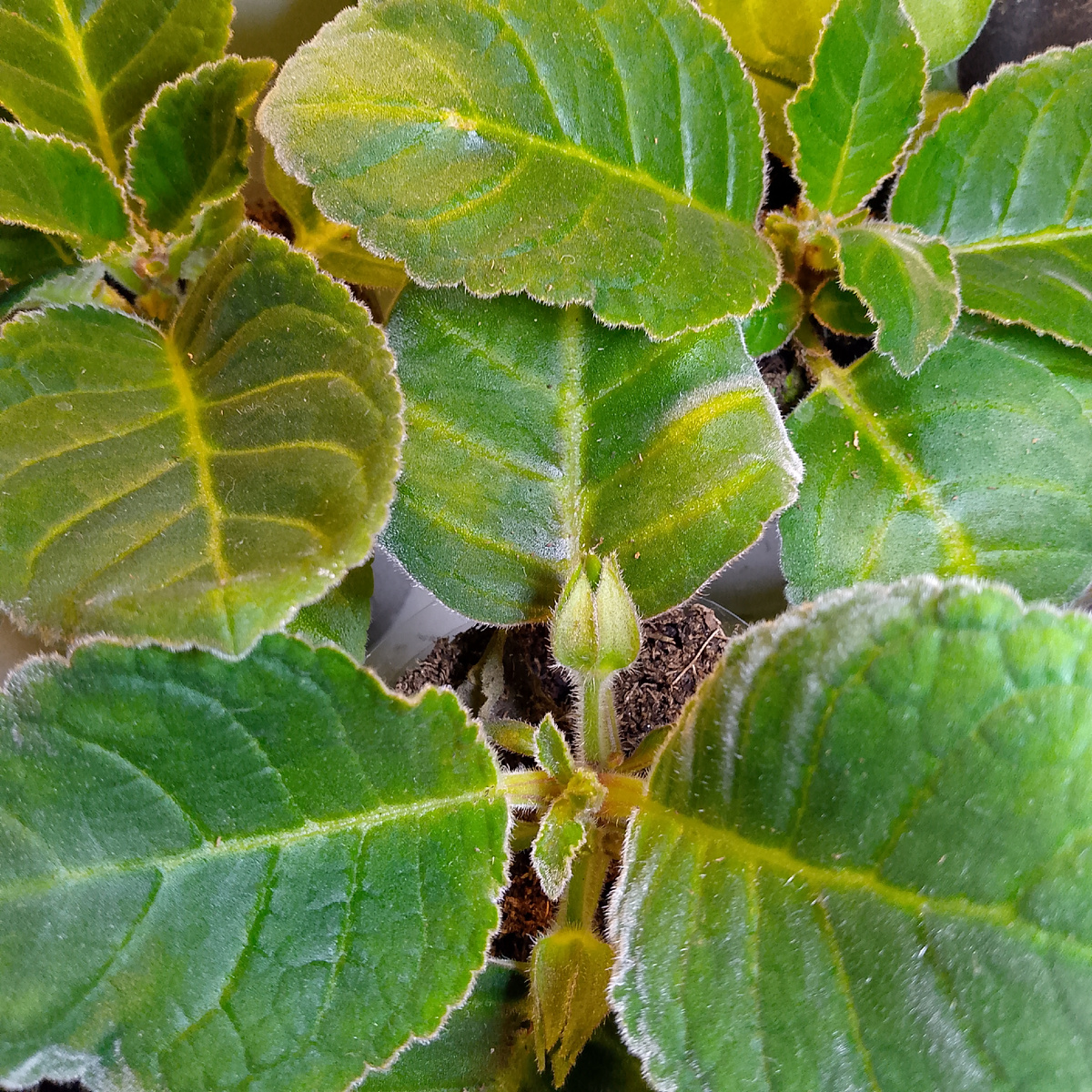 Под лампой с утра до вечера. Смогут ли процвести или нет, время покажет. Посев во второй половине лета