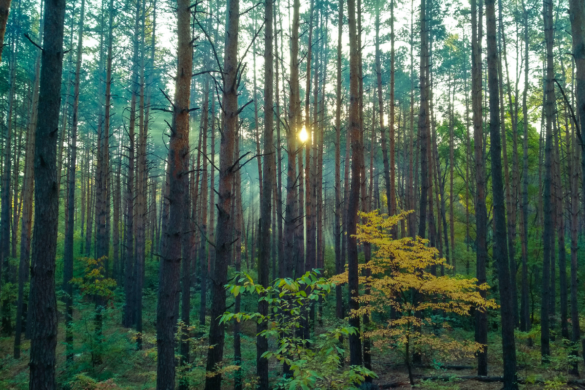 Изображение: 123rf