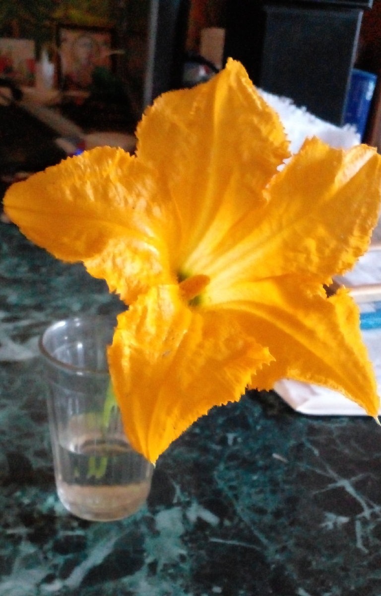 Распустился в кашпо, на окне. Кабачок. Фото автора