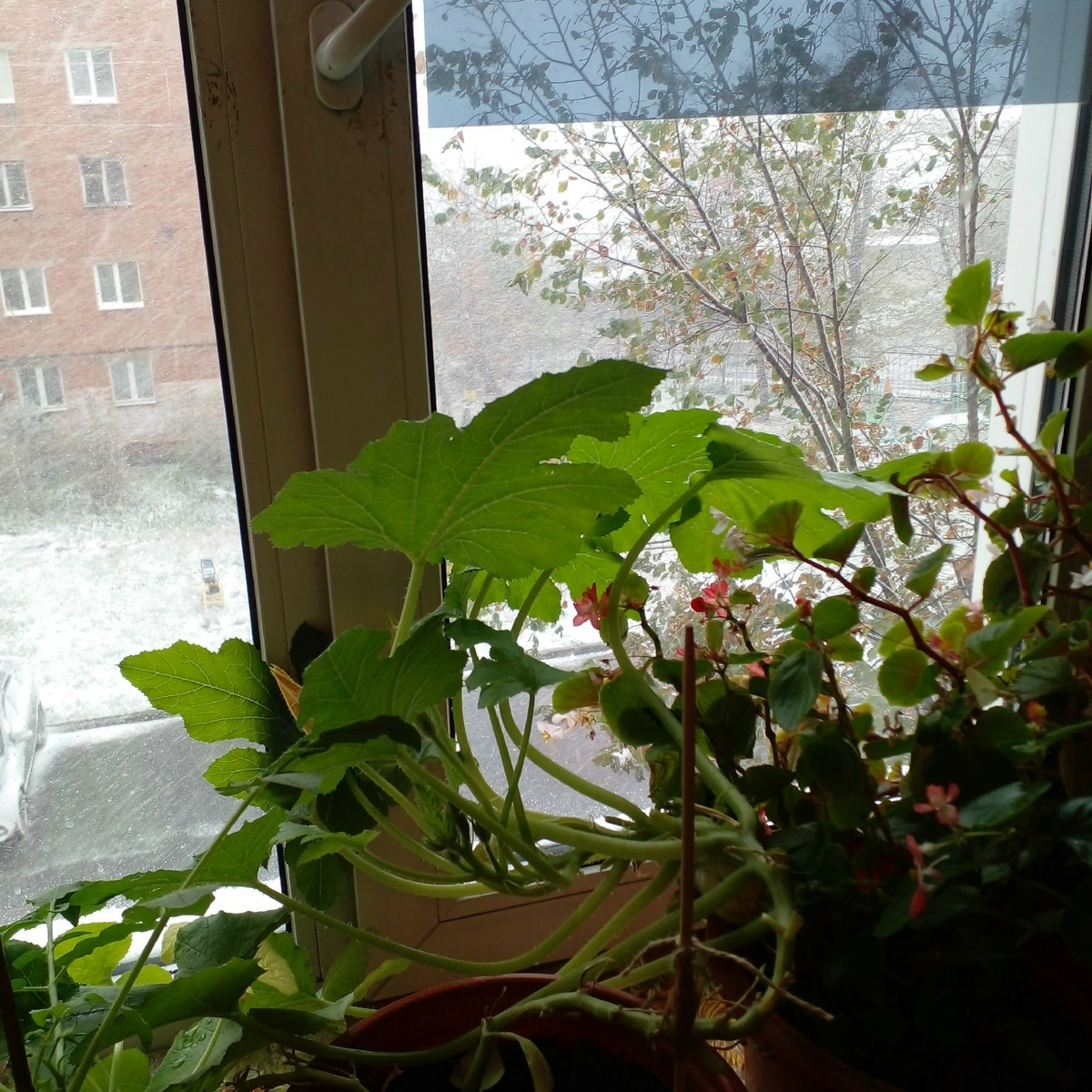 Фото автора. Куст кабачка. Цветы, плоды. Бегония, цветок.