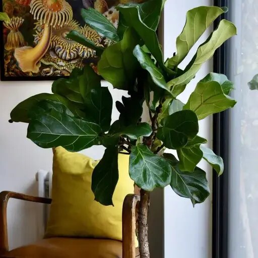   Фикус лирата от AzaliaNow Мария Казённова