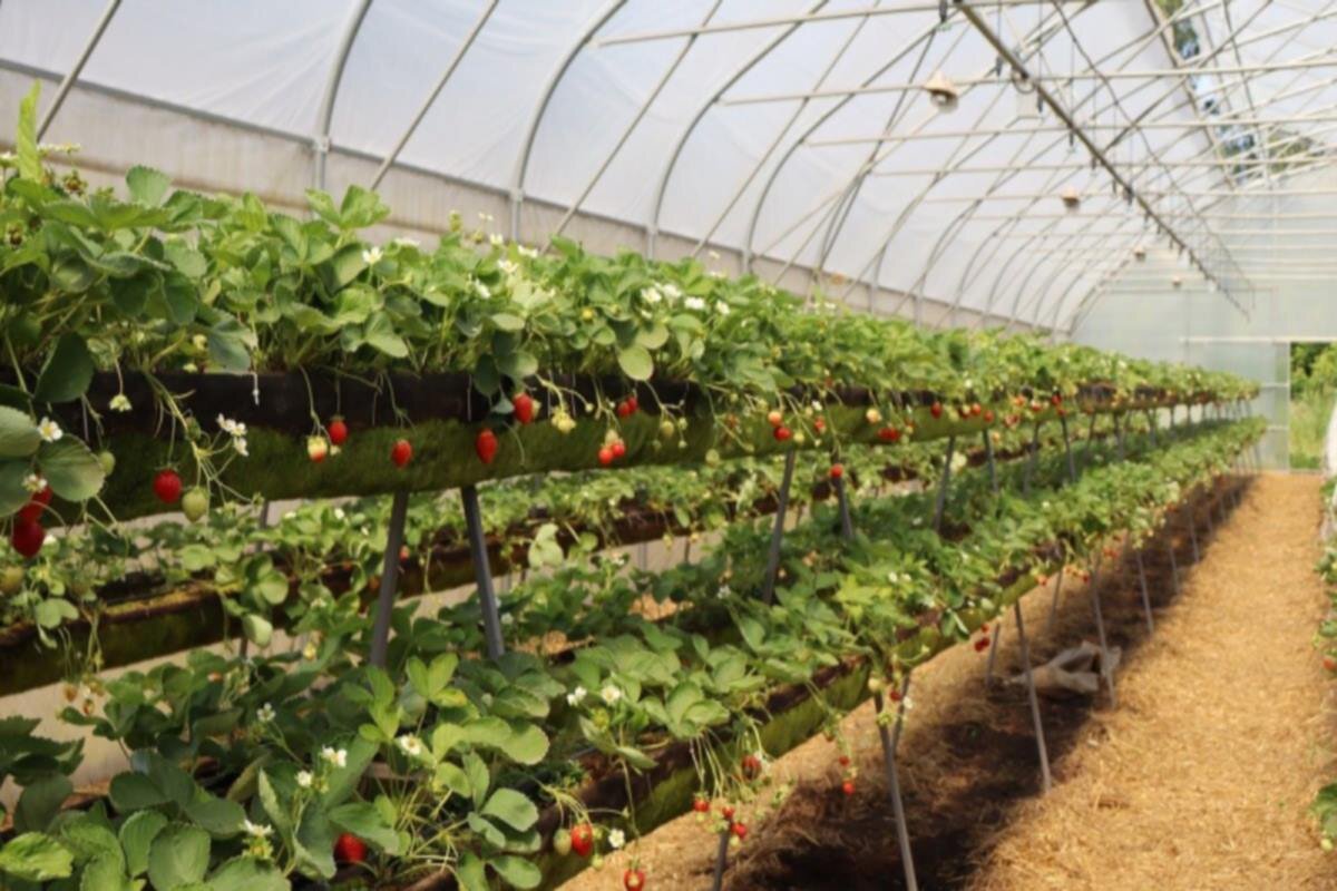    Фото: «ГТРК Кострома», источник: gtrk-kostroma.ru