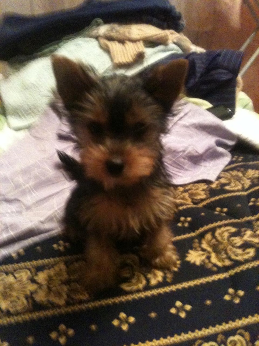 Вот таким щенком она была