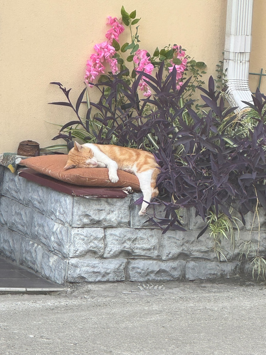    Вот почему кошка будит вас по утрам - реальная причина вас поразит