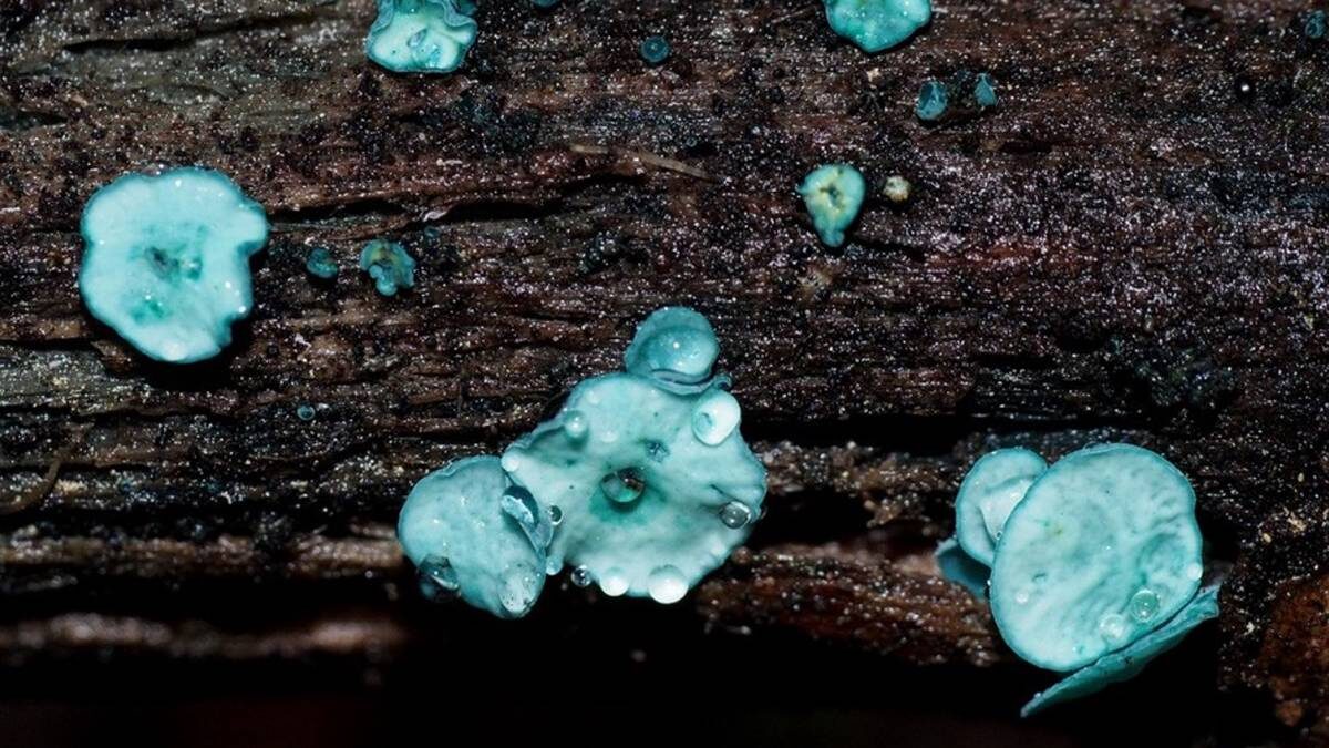    Фото: commons.wikimedia/Mariia Zykova