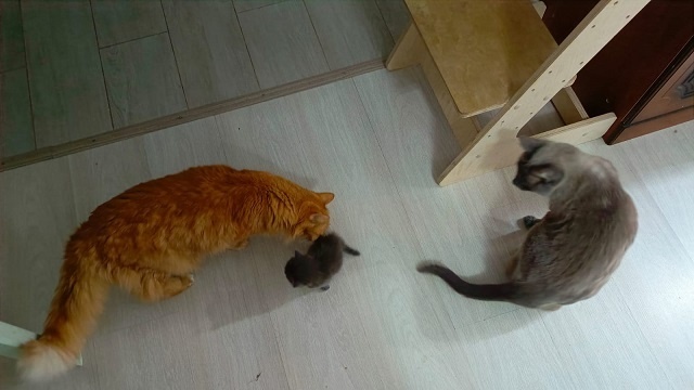 Мой домашний зоопарк: Рыжик, Пикси и Ириска. Пикси размером с голову кота. Вот какая маленькая)))!