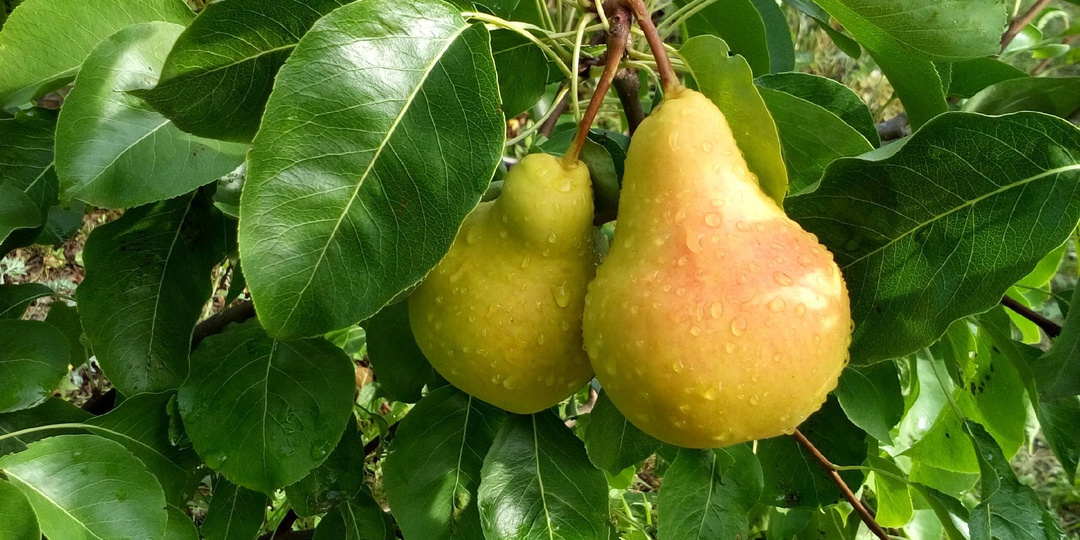 🍐5 сортов груш, которые не подведут: рейтинг от 1000 садоводов и секреты осенней посадки