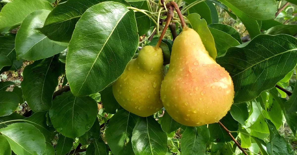 Топ - 5 сортов груш, которые не подведут: рейтинг от 1000 садоводов и секреты осенней посадки
