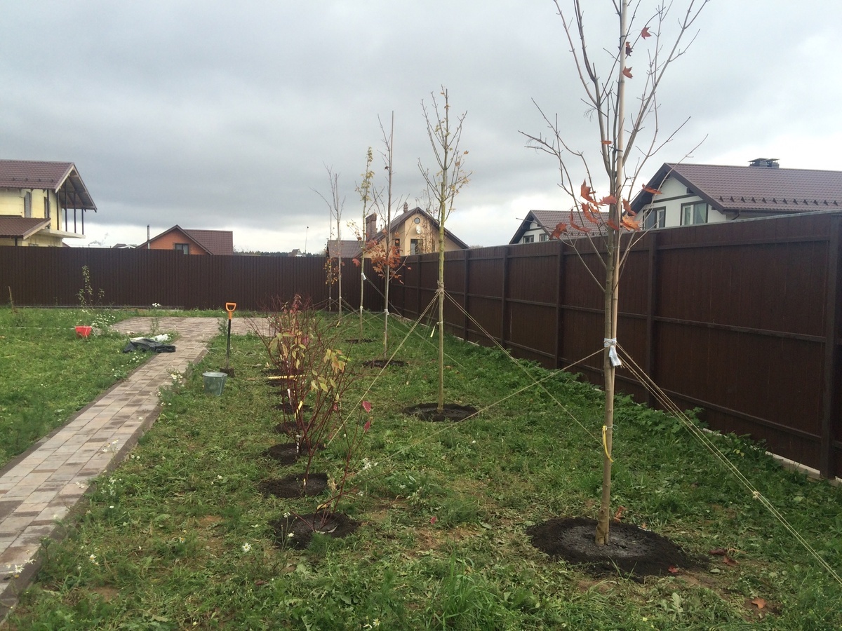 5 критериев, по которым отобрать сорта груши